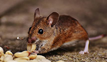 24 Hour & Emergency Exterminators in North Freedom, WI